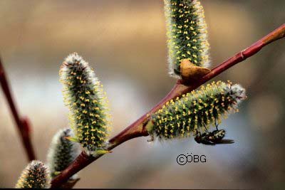 alix daphnoides znaky voskově ojíněné větve palisty přirostlé k