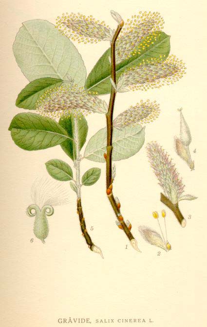 Salix cinerea L. vrba popelavá od stř. a v. Evropy do z.