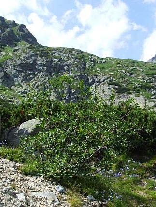 Salix silesiaca Willd. vrba slezská hory stř.