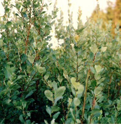 Salix starkeana Willd. vrba bledá s. a sv. Evropa, Sibiř, v. Asie, sev.