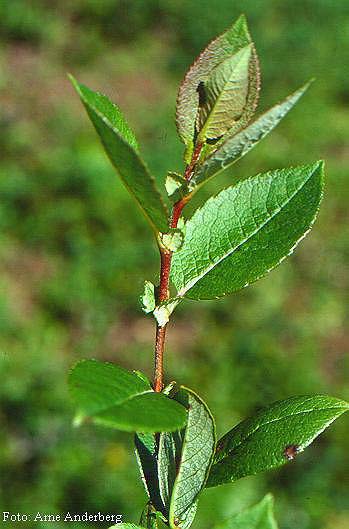 Salix hastata L. vrba hrotolistá hory stř. Evropy a j.