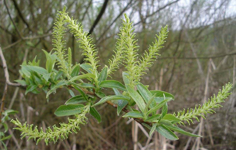 Salix subgen.