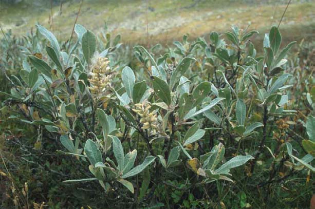 Salix lapponum L. vrba laponská s. Evropa a z. Sibiř + hory stř. a z. Evropy (Sudety, Karpaty, Franc.
