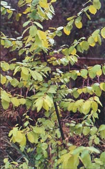 Salix nigricans Sm. vrba černající sev. Evropa a z. Sibiř (hojně), s ostrůvkovitým výskytem ve stř.