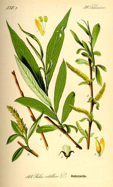 Salix alba L. vrba bílá Mírné a meridionální pásmo z. Eurasie (do z. Sibiře a Přední Asie); s. Afrika; zavlečená do sev. Am. ČR: roztr.