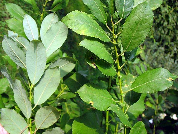 alix apeninna Skvor. Salix glabra Scop. příbuzná S. nigricans j. Alpy a Apeniny hojně ve v.