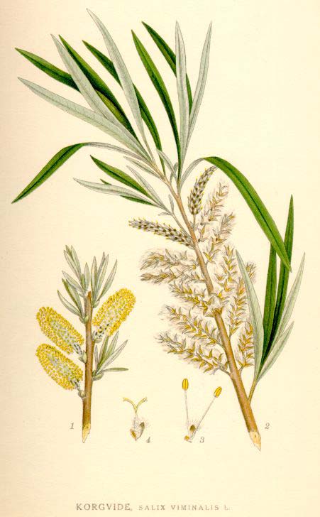 Salix viminalis L. vrba košíkářská Eurasie: od stř. a s. Evropy do v. Asie; zavlečená do sev. i již.