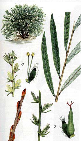 Salix elaeagnos Scop. vrba šedá hory stř. a j.