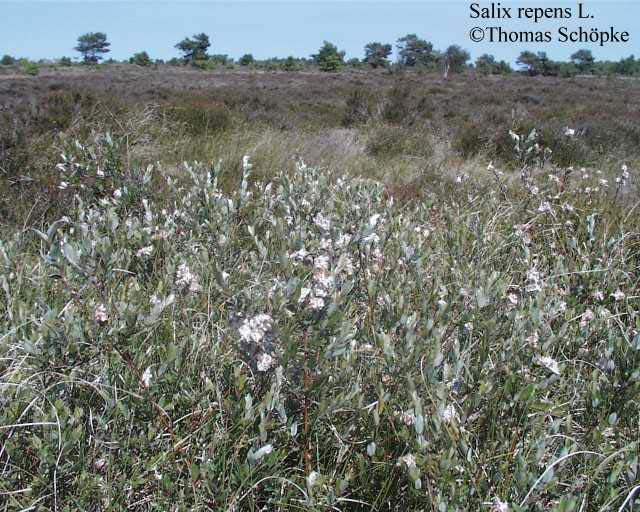 Salix repens L. vrba plazivá z., s. a st