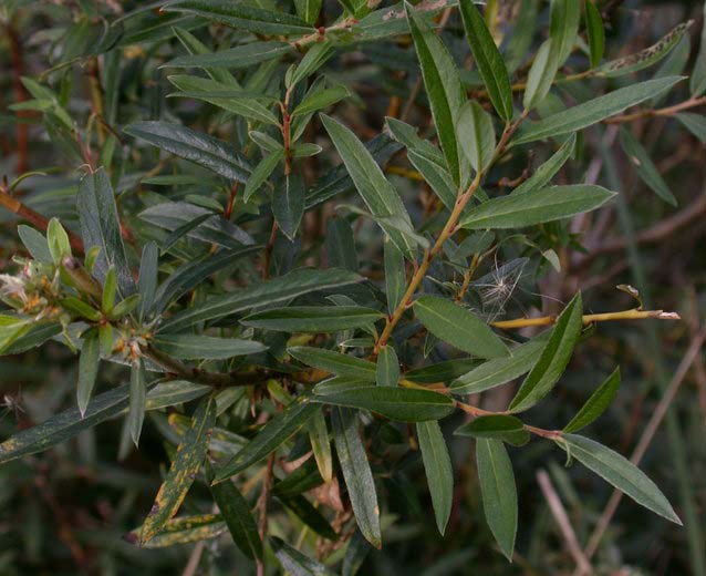 alix rosmarinifolia znaky Drobný keř s tenkými letorosty Samičí i samčí jehnědy kulovité (ca.