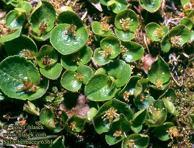 Salix herbacea L. vrba bylinná boreální a arktické pásmo Eurasie a sev.