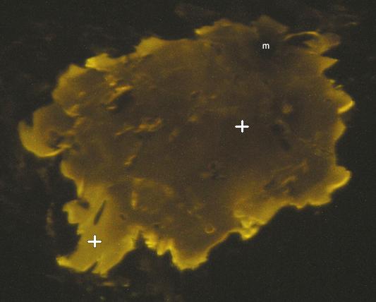 c), d) ztmavení apatitu kolem monazitových uzavřenin v lipnickém granitu, lokalita Lipnice, šířka obrázků 0,2 mm; okolní fáze: c) K-živec (vlevo), sericitizovaný plagioklas (vpravo nahoře) a biotit