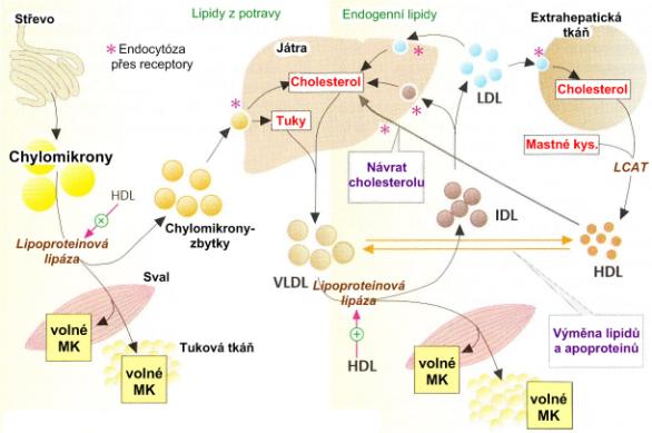 Základní krevní lipoproteiny chylomikrony Hypolipidemika Terapie dyslipidemií VLDL (very low density lipoproteins) IDL (intermediate density lipoproteins) LDL (low density lipoproteins) HDL (high