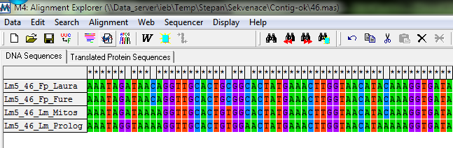 5.5. SNP analýza Sekvence získané ze všech čtyř genotypů byly pro kaţdý marker porovnány pomocí programu Clustal W v softwarovém programu MEGA 4 (Obr. 7).