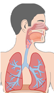 15. Pomenujte časti dýchacej sústavy označené šípkou. Správne odpovede vyberte z nasledujúcich možností: priedušky, pľúca, nosohltan, nosová dutina, hltan, hrtan, priedušnica, bránica. 16.