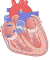41. Ako nazývame cievy, ktorými prúdi okysličená krv smerom od srdca? a) tepny b) žily c) vlásočnice 42. Pomenujte vyznačené časti srdca: 43. Koľkokrát sa srdce človeka stiahne za minútu v pokoji?