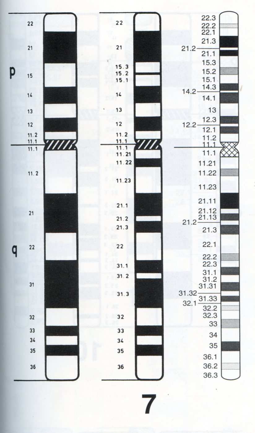 METODY KLASICKÉ CYTOGENETIKY pruhování chromosomů číslování pruhů na chromosomech pruhy na každém raménku jsou očíslovány vzestupně od centromery k telomeře s