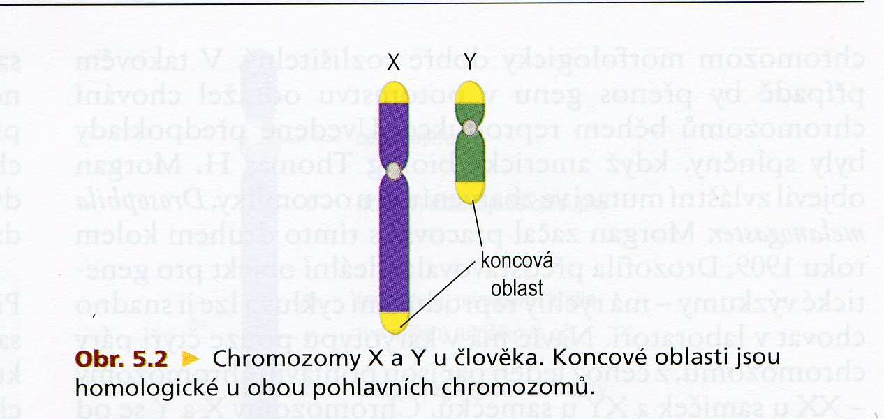 GONOSOMY