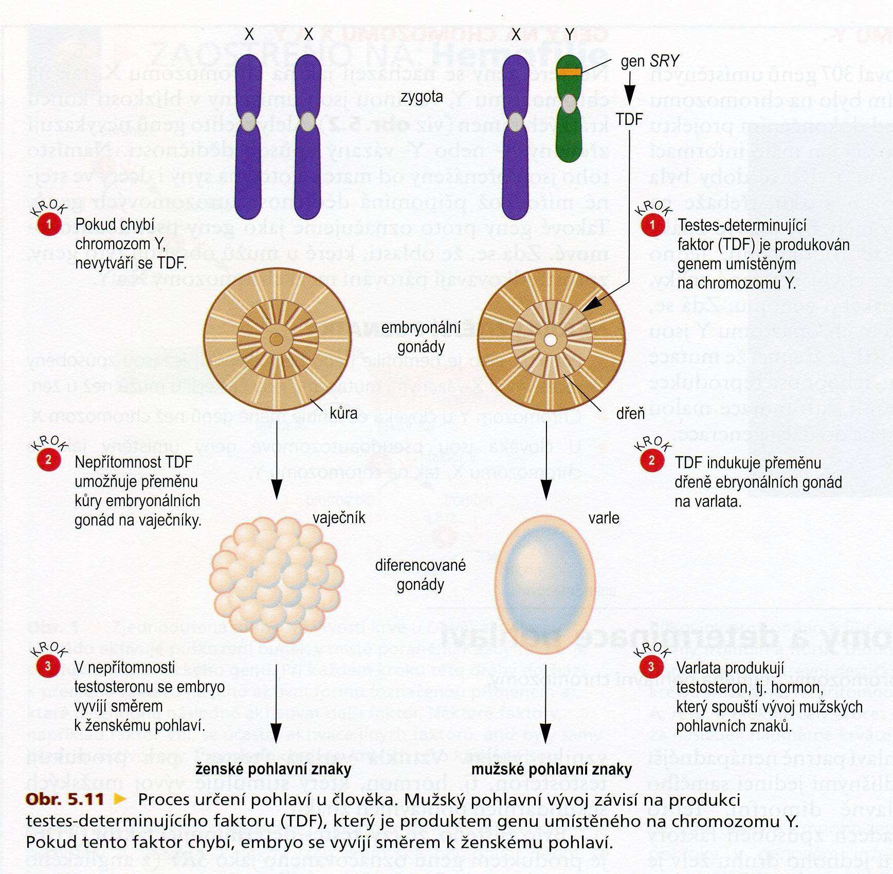 CHROMOSOM Y pohlaví u člověka je určeno přítomností či absencí