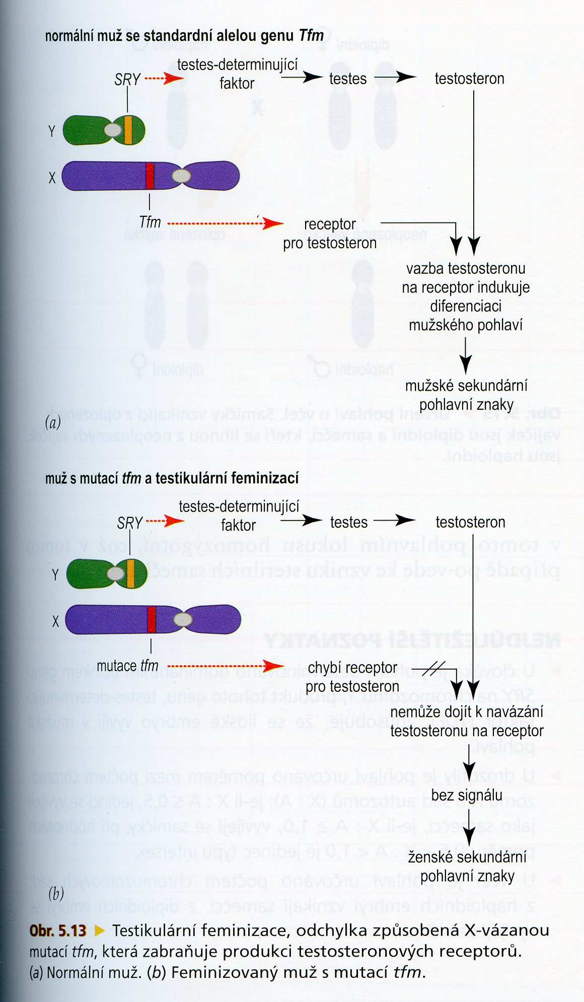 46,XYfemale další možnosti vzniku deleceči mutace genu Tfm na chromosomu X kóduje receptory pro testosteron rezistence cílových orgánů k androgenům (SRY gen