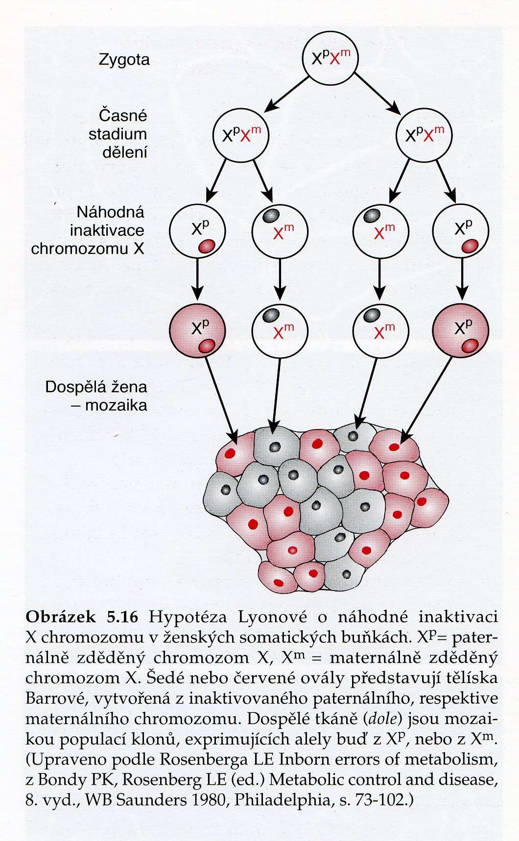 CHROMOSOM