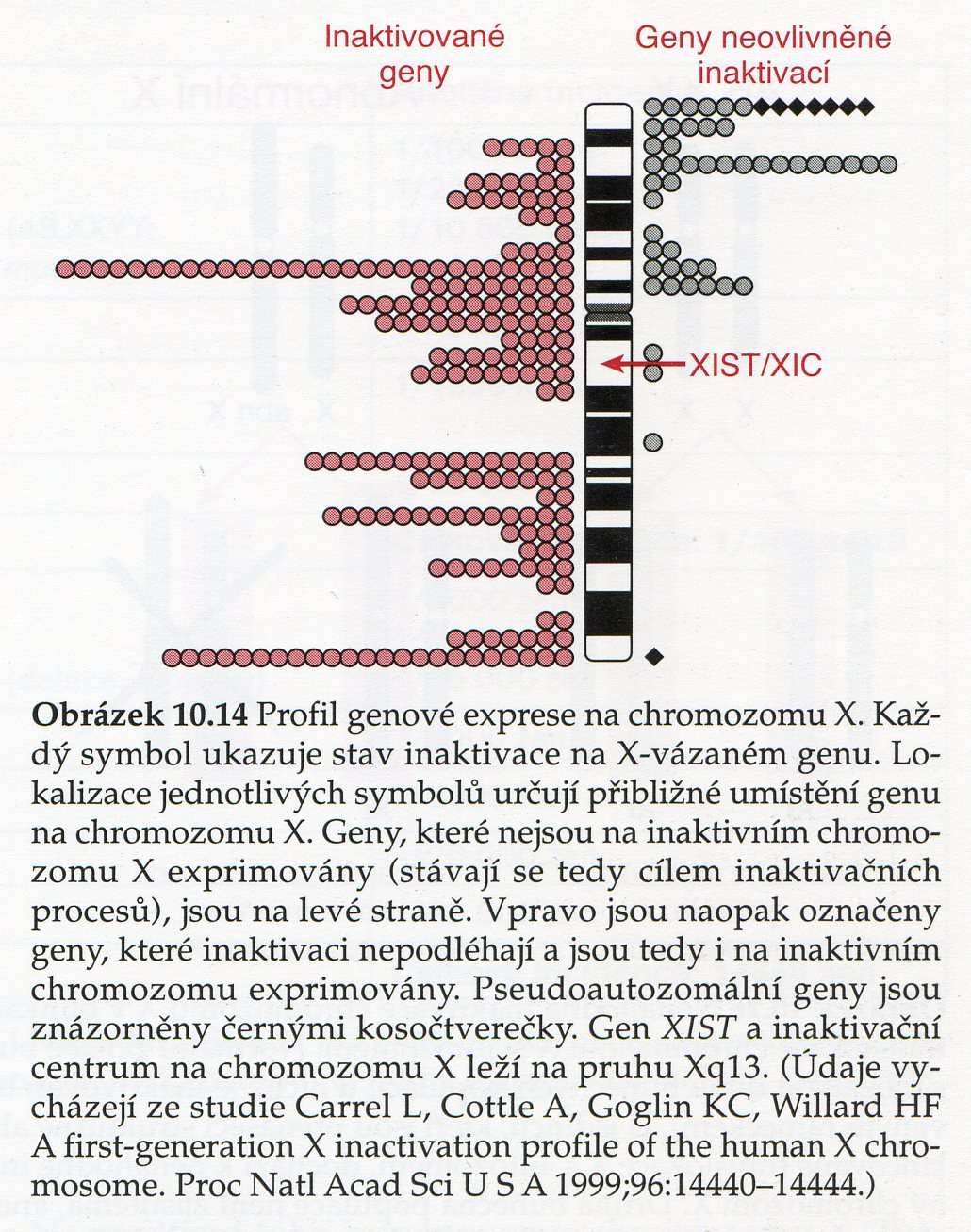 CHROMOSOM X na inaktivovaném X chromosomu je inaktivována většina genů, ale některé zůstávají aktivní (10 15% genů), k jejich přepisu dochází na inaktivovaném i neinaktivovaném chromosomu, více je