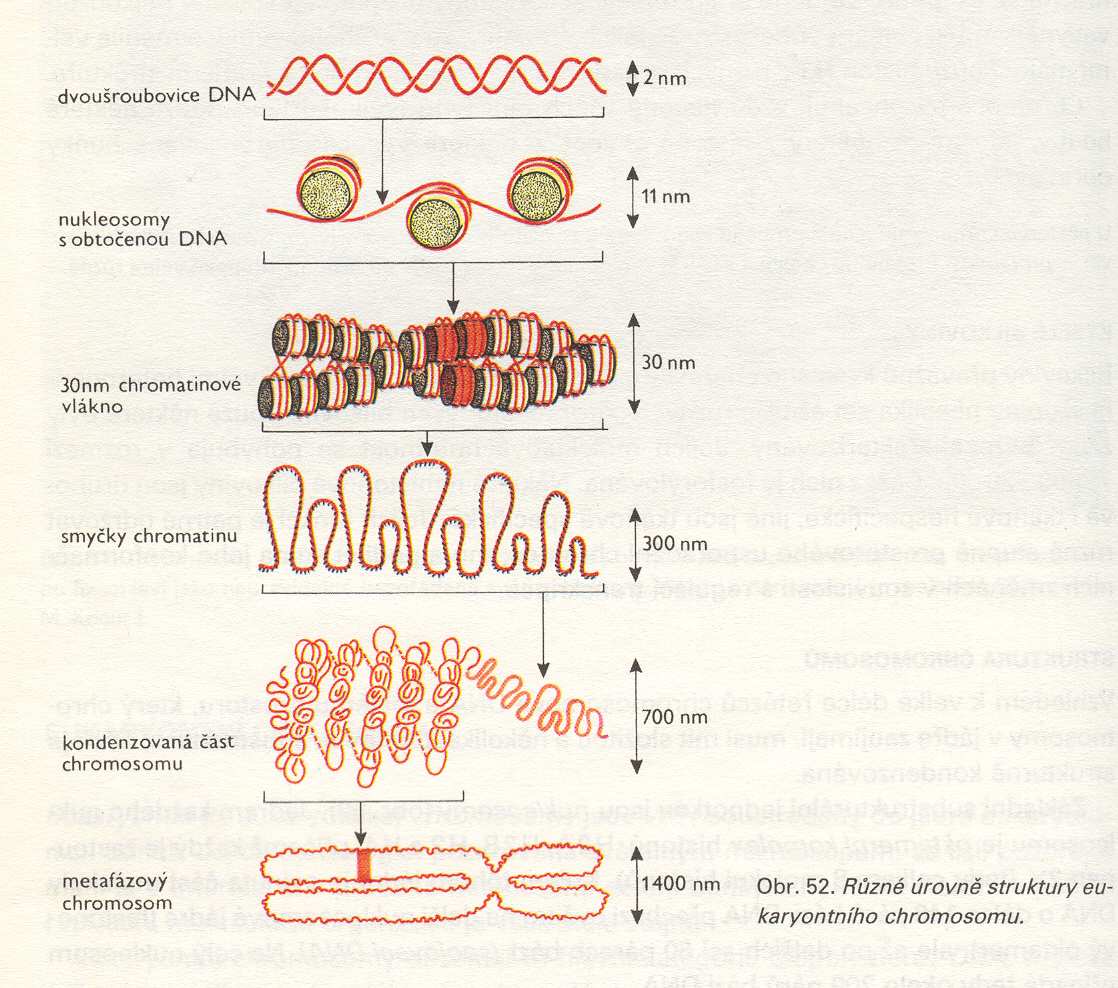 CHROMATIN A CHROMOSOMY BĚHEM BUNĚČNÉHO CYKLU kondenzace chromatinu, vznik chromosomů během buněčného cyklu se chromatin nachází