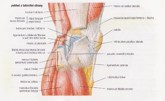 Obrázek č. 5 - Kolenní kloub, pohled z mediální strany (Frank H.