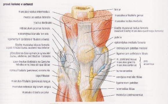 2.2. BIOMECHANIKA KOLENNÍHO KLOUBU Tento velký nosný kloub je velmi důležitý hlavně pro chůzi, jak už bylo uvedeno výše, dochází ke zkrácení a prodloužení dolní končetiny při chůzi, to snižuje