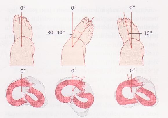 Pohyb probíhá takto 1. V prvních 5 pohybu je s flexí spojena počáteční rotace, při které se tibie točí dovnitř.