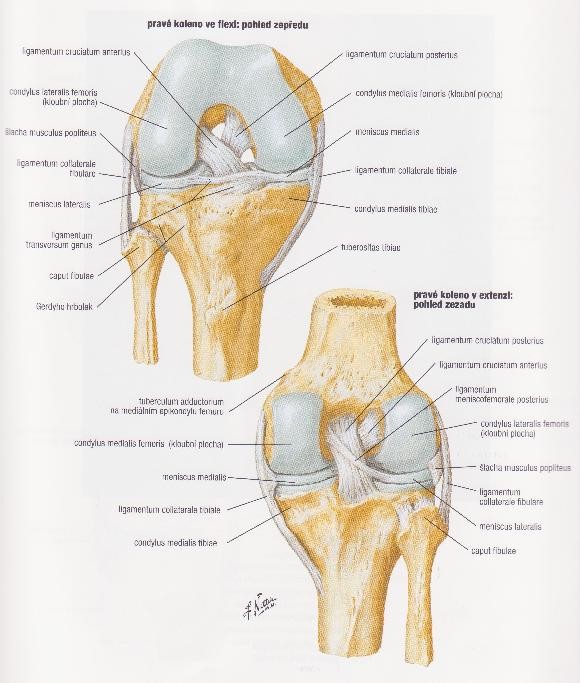 2. V přední části napříč spojuje menisky ligamentum transversum genus, které je vnořeno do tukové plica alaris kloubního pouzdra. 3.