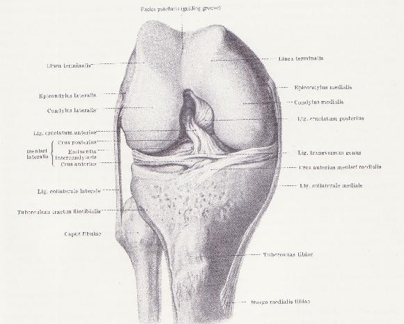 Bursae mucosae V kolenním kloubu se nalézají hlavně v místech tlaku a tření, některé z nich jsou obvykle v kontaktu s dutinou kloubní.