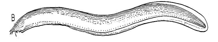 Sliznatky (Myxinoidea) Působení nervové lišty, delaminace migrujících buněk z nervové soustavy (Ota et al.