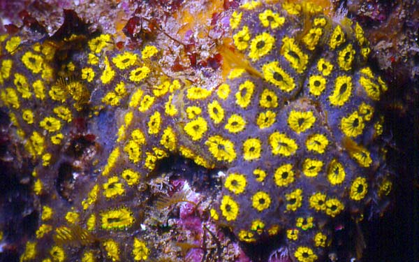 Zřasenky (Stolidobranchia) Tvoří kolonie společným pláštěm a kloakální dutinou Jedinci