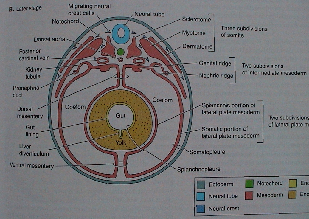 4. Craniata vs. Vertebrata (obratlovci) 2.