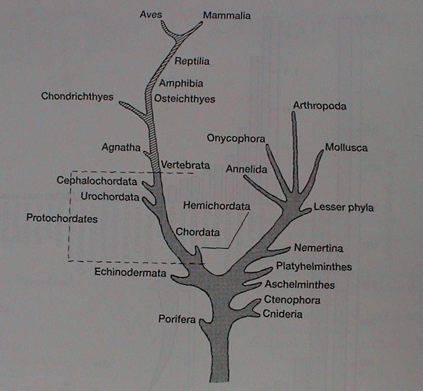 1. Úvod Evoluční přístup 1.