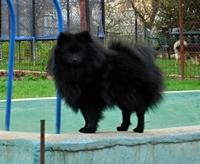 GERRA z Hradu Pajreku strakoš černobílý 25 cm M NE skus: předkus zuby: CMKU/NS/9193/06 * 15.09.