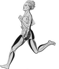 Obrázek č. 5: Znázornění svalové smyčky dle Kittela v pohybu (Richter, 2012) d) Leopold Busquet: francouzský osteopat publikoval 6 knih zabývajících se problematikou svalového zřetězení.