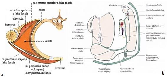 spojuje s fascií m. serratus anterior.