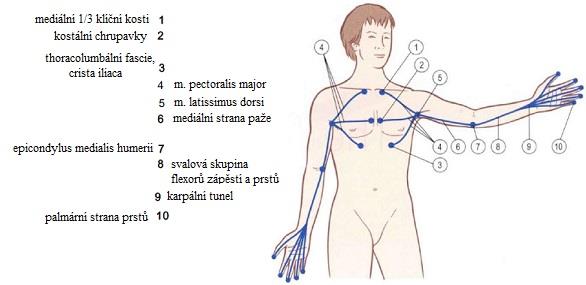 m.brachialis patřící do předního osteofasciálního prostoru paže. Dalšími svaly, které se k linii vztahují, jsou m. supinator a m.