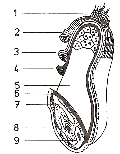 UTB ve Zlíně, Fakulta technologická 14 1.2 Složení obilky Obilka je jednosemenný plod, u kterého je obalová vrstva pevně spojena se zbytkem zrna.