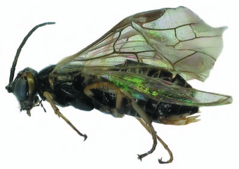 Pachynematus tatricus sp.n. a niekoľko ďalších faunistických noviniek hrubopásych (Hymenoptera: Symphyta) zo Slovenska LADISLAV ROLLER Piliarka Pachynematus tatricus sp.n. ROLLER & HARIS (2008) bola opísaná na základe samice z Tatranskej Lomnice-Štart.