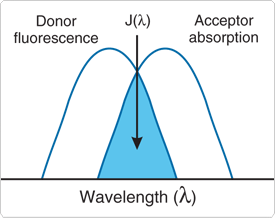 absorbce fluorescence fosforescence FC QM, důsledky Kashovo pravidlo P ~ intenzitě přechodu (např. intenzitě pásu v UV/VIS spektru) FC faktor moduluje slabě intenzitu přechodu Orbitální výb.