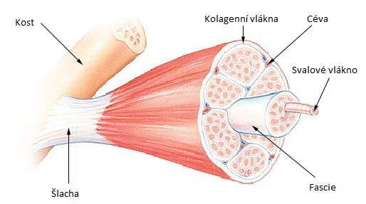 2 Svaly Svaly jsou vysoce specifikované tkáně, které se na podnět mohou zkracovat. Anatomii struktury kosterního svalu znázorňuje Obrázek 1.