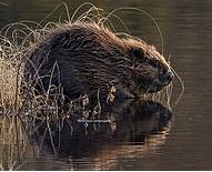 2. ŽIVOČICHOVÉ - KONZUMENTI Živočichové nejsou schopni látky potřebné k životu vyrábět sami, musí je přijímat v potravě.