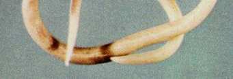 Ascaris lumbricoides Systém a evoluce živočichů