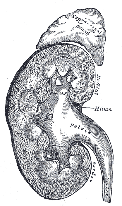 Cortex Ledvina columnae renales Bertini Medulla pyramides