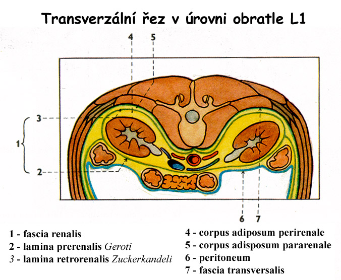 Poloha, fixace