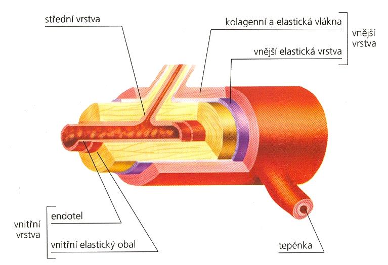 Krevní cévy 96 000 km dluhá síť tvří uzavřenu sustavu trubic cévy se v jedntlivých úsecích liší stavbu a prpustnstí stěn zabezpečení phybu tělních tekutin cévní řečiště je směrem d srdce a větví se