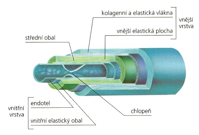 2. Žíly (vény) přivádějí krev d srdce (dvádějí krev z vlásečnic) stavba pdbná jak u tepny, ale jejich stěny jsu tenčí, pddajnější, mají méně svalviny uvnitř žil dlních knčetin jsu kapsvité